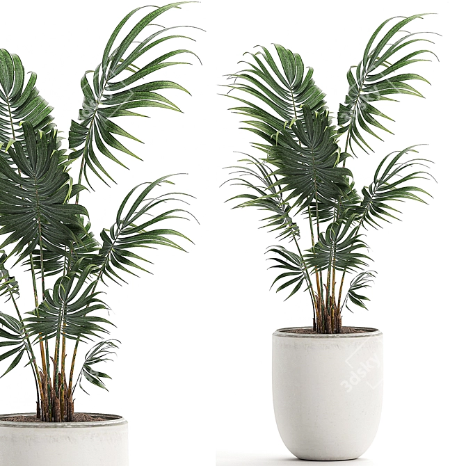 Exotic Plant Collection: Howea Forsteriana 3D model image 1