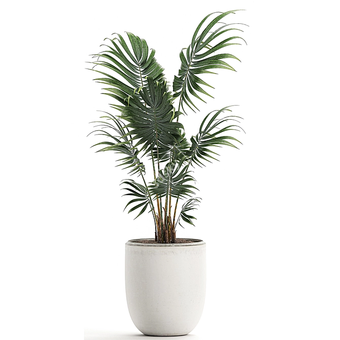 Exotic Plant Collection: Howea Forsteriana 3D model image 2