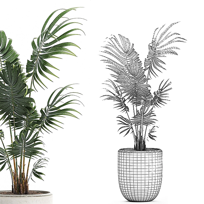 Exotic Plant Collection: Howea Forsteriana 3D model image 5