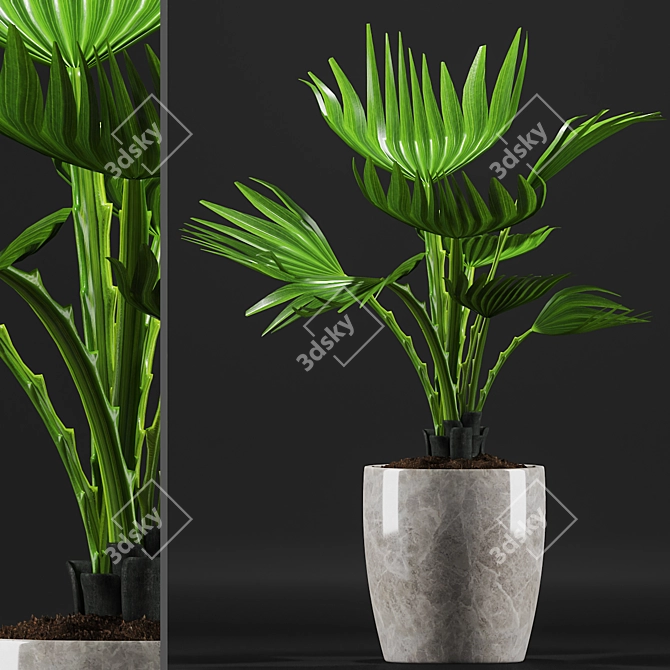 Exquisite Fan Palm Plant 3D model image 1