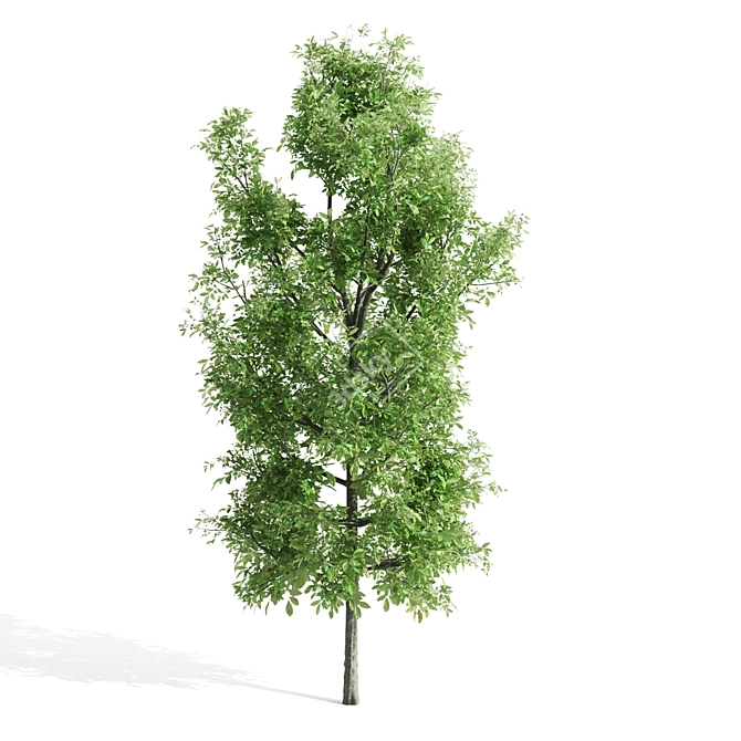 Premium Sorrel Tree: Majestic 12.34m Height 3D model image 3