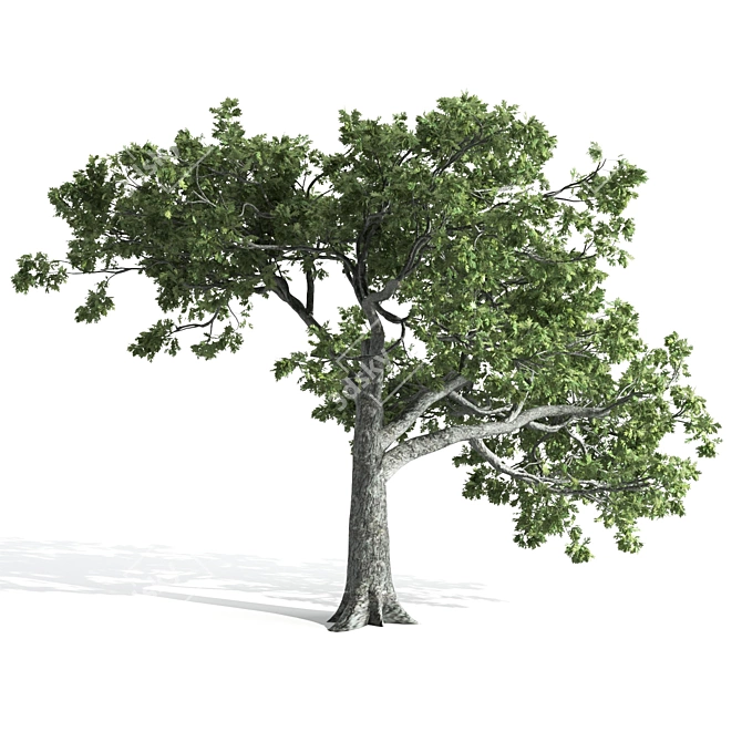  Majestic Oak Tree Sculpture 3D model image 3