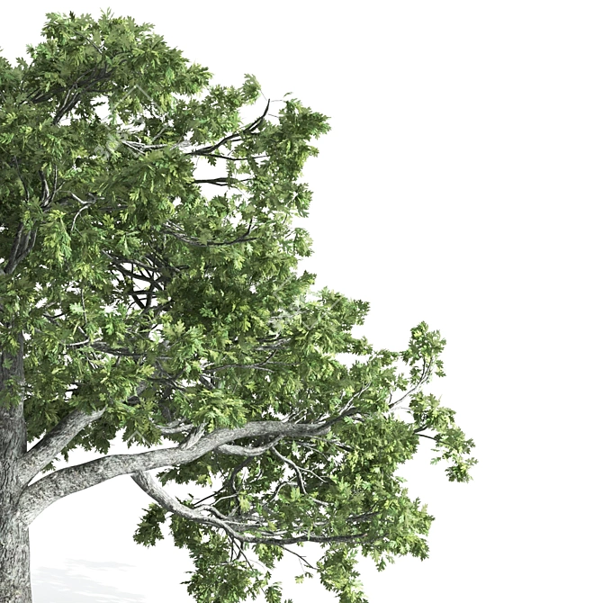  Majestic Oak Tree Sculpture 3D model image 4