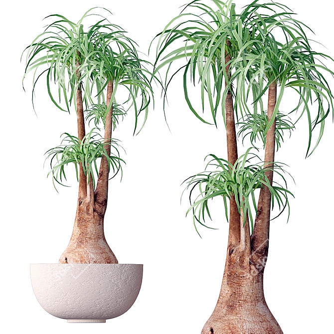 Elegant Beaucarnea - Perfect Indoor Plant 3D model image 1