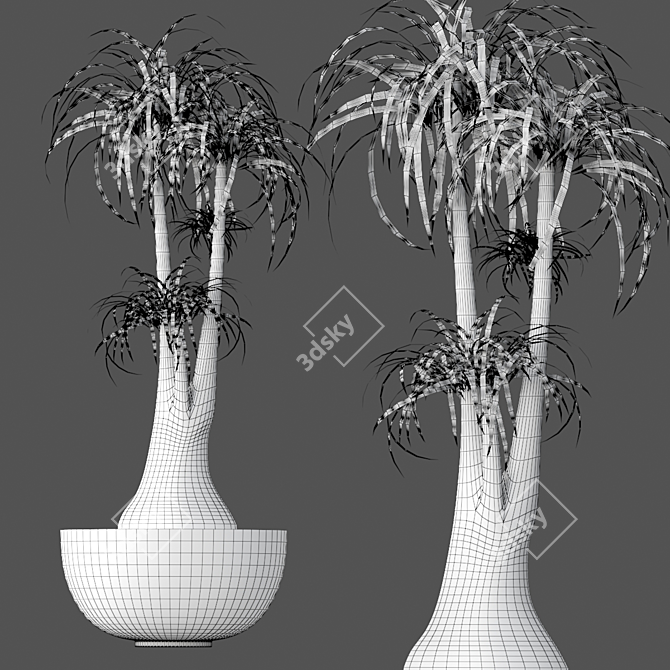 Elegant Beaucarnea - Perfect Indoor Plant 3D model image 2