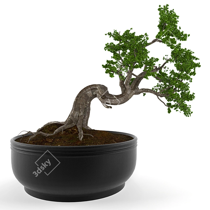 Elegant Bonsai Decor Tree 3D model image 1