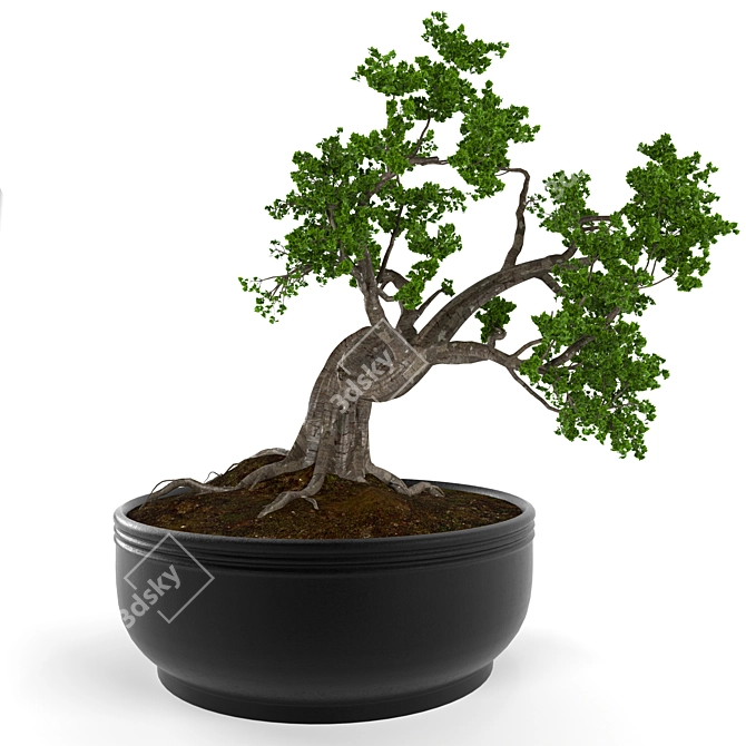 Elegant Bonsai Decor Tree 3D model image 2