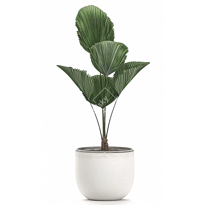Tropical Indoor Plants Collection 3D model image 2