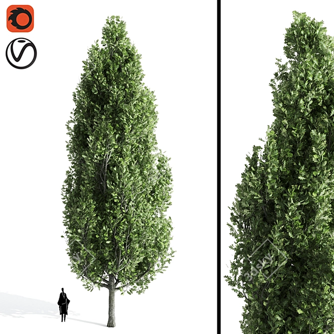  Majestic Cypress Oak Tree Growth 3D model image 1