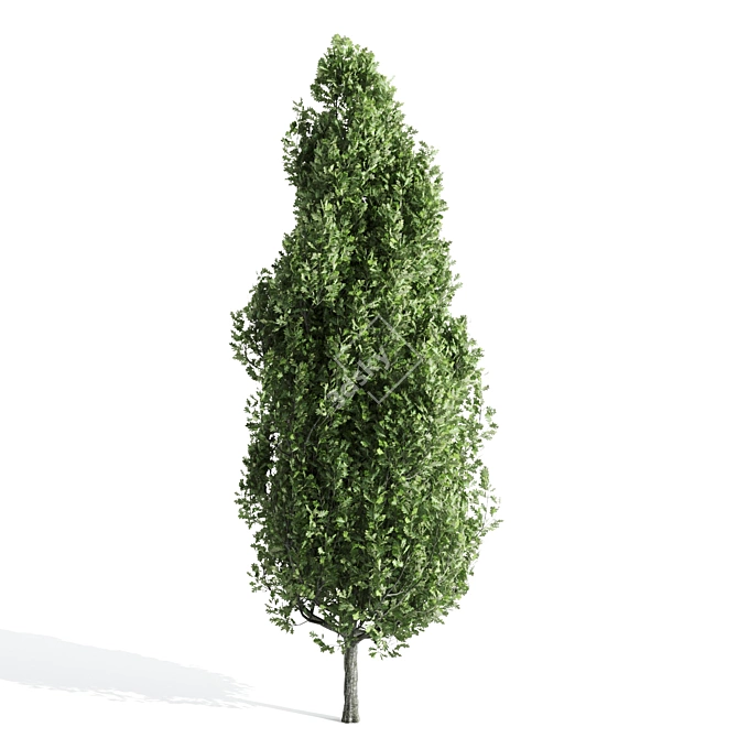  Majestic Cypress Oak Tree Growth 3D model image 2