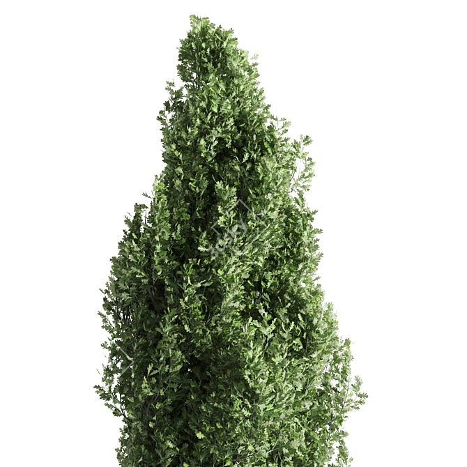  Majestic Cypress Oak Tree Growth 3D model image 3