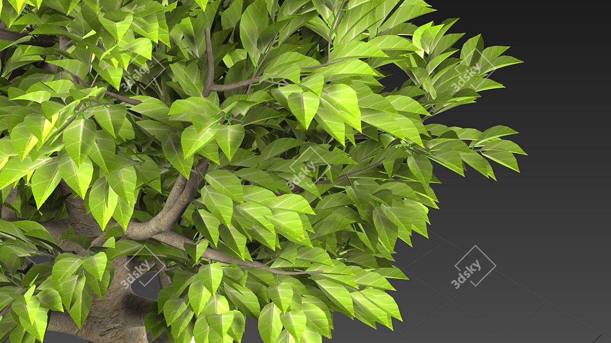 Mini Indoor Tree 3D model image 3