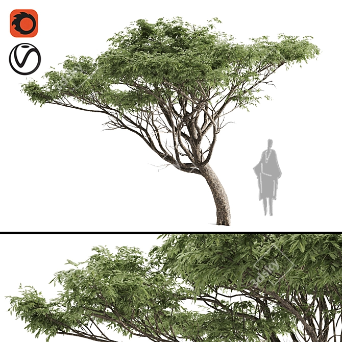 Premium Acacia Wood: Polys: 633,252 3D model image 1