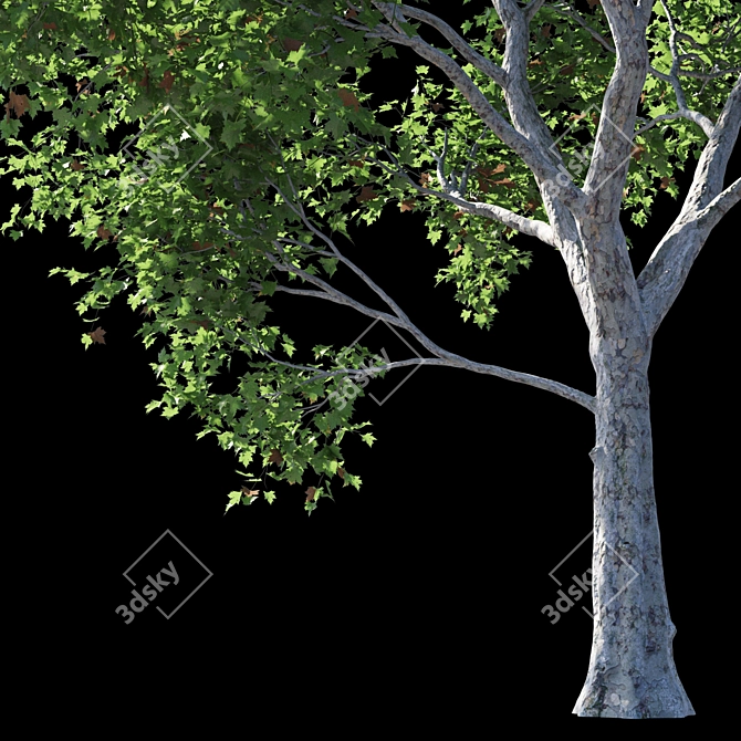 Premium Platanus Acerifolia Tree 3D model image 3