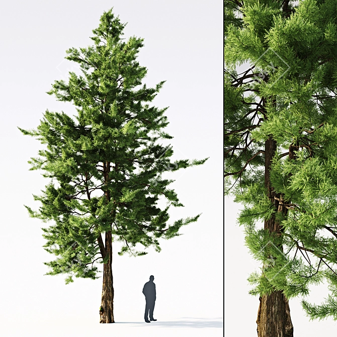 Virginian Juniper | Evergreen Landscape Beauty 3D model image 1