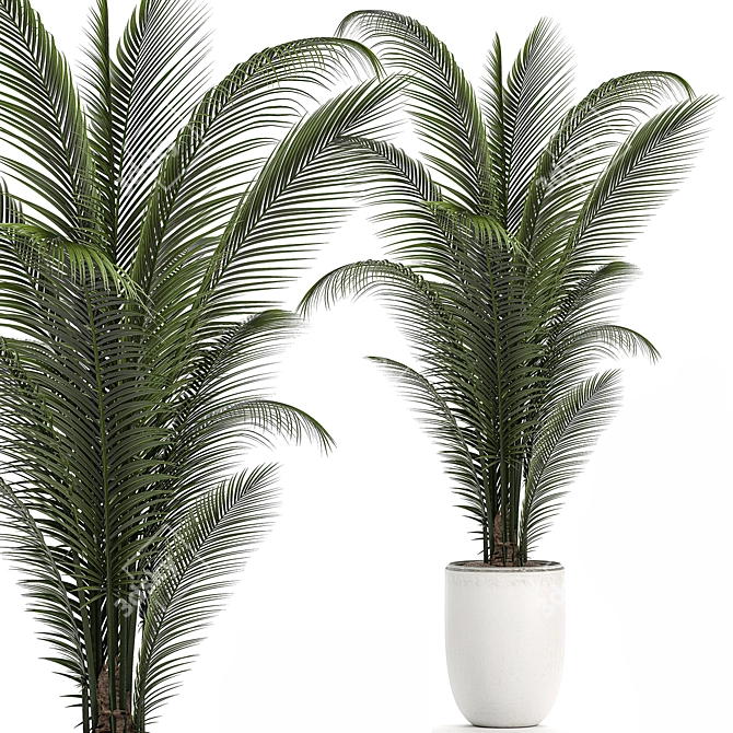 Tropical Paradise: Collection of Exotic Indoor Palms 3D model image 2