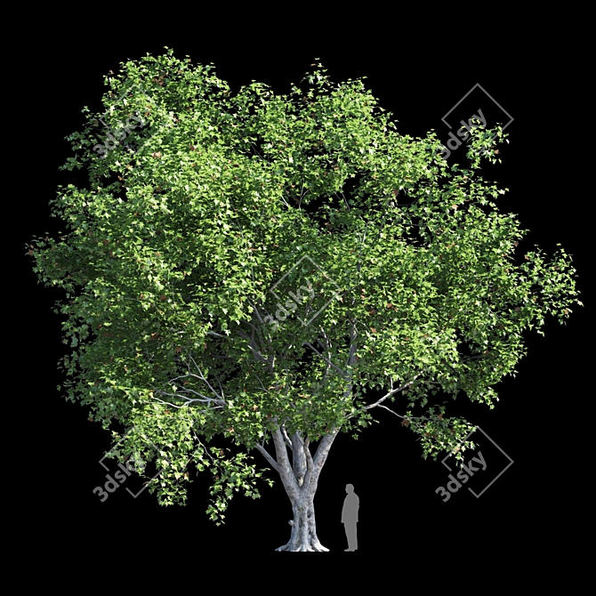 Product Title: Premium Platanus Acerifolia Tree 3D model image 1