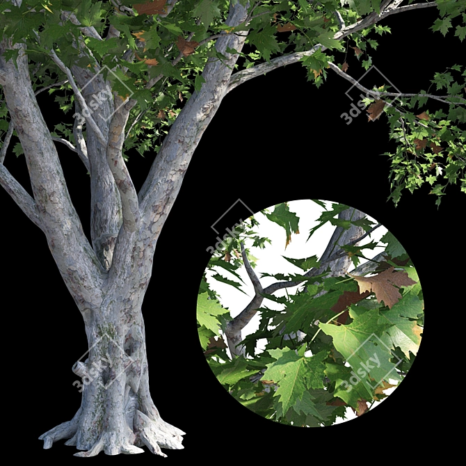 Product Title: Premium Platanus Acerifolia Tree 3D model image 3