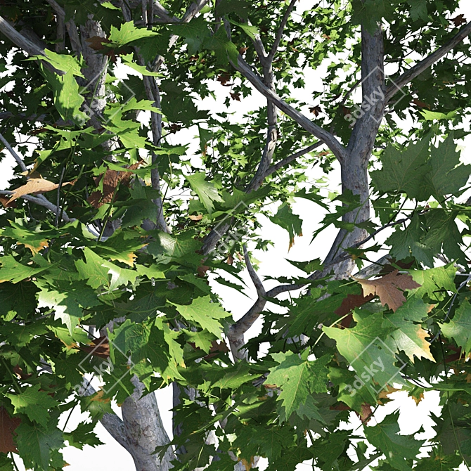 Product Title: Premium Platanus Acerifolia Tree 3D model image 4