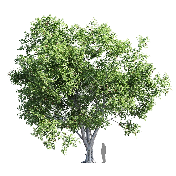 Product Title: Premium Platanus Acerifolia Tree 3D model image 5