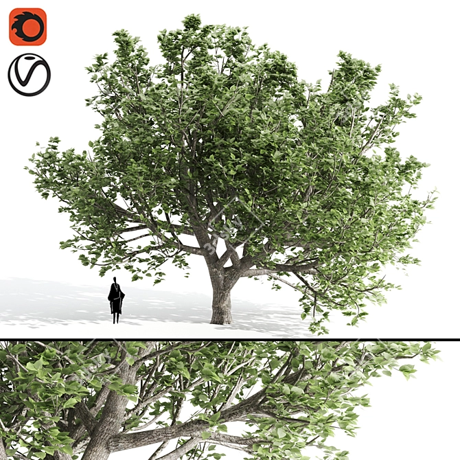 Tall Pear Tree for 3D Rendering 3D model image 1