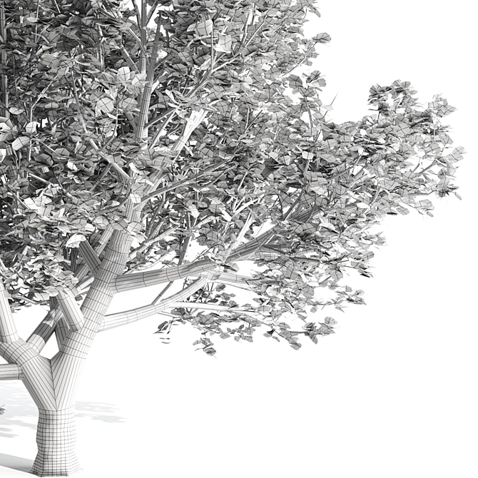 Tall Pear Tree for 3D Rendering 3D model image 4