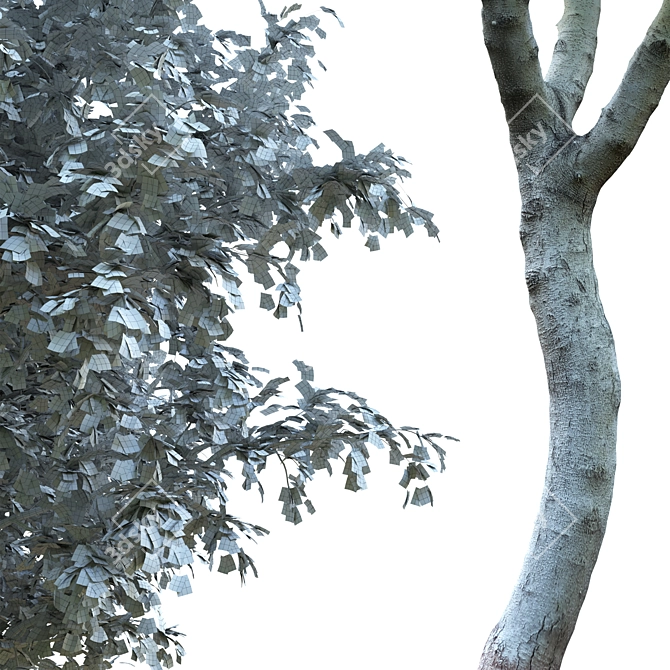 Scanned Pear Tree with Detachable Leaves 3D model image 2