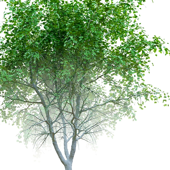 Scanned Pear Tree with Detachable Leaves 3D model image 3