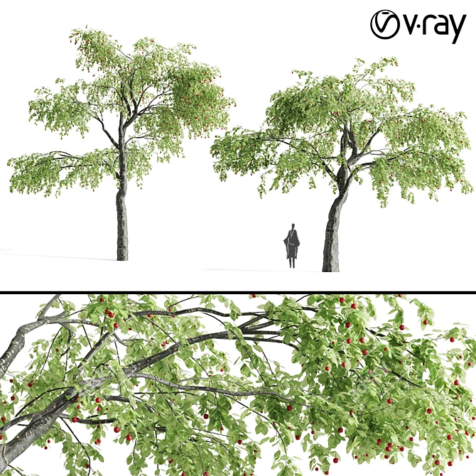 Sour Cherry Tree - Blossoming Beauty for Your Garden 3D model image 1