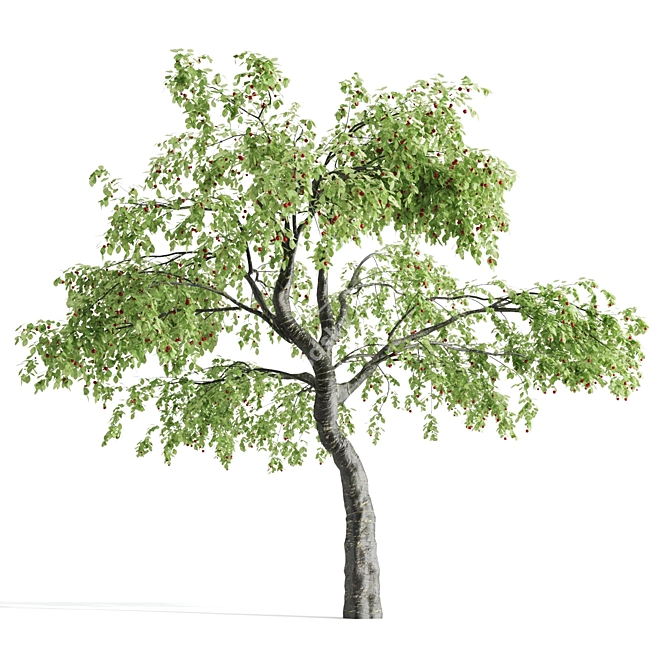 Sour Cherry Tree - Blossoming Beauty for Your Garden 3D model image 2