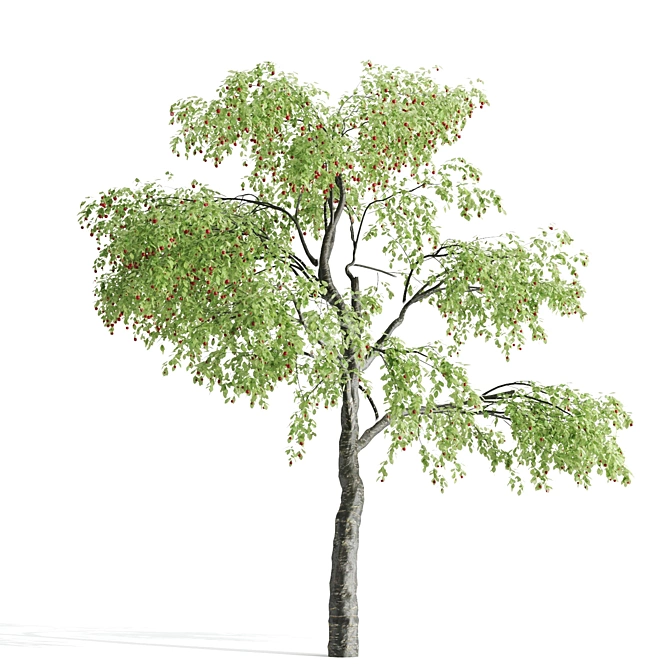 Sour Cherry Tree - Blossoming Beauty for Your Garden 3D model image 3