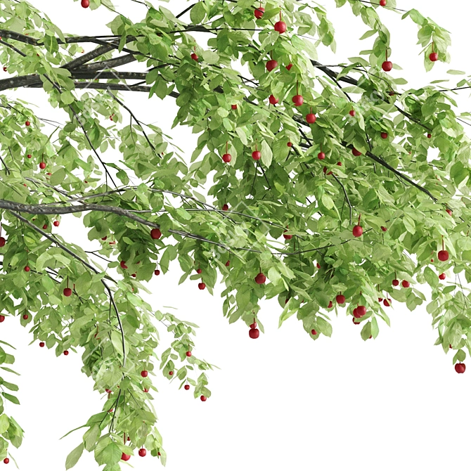 Sour Cherry Tree - Blossoming Beauty for Your Garden 3D model image 4