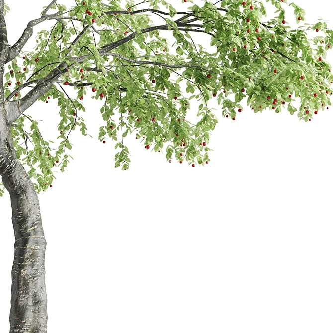 Sour Cherry Tree - Blossoming Beauty for Your Garden 3D model image 5