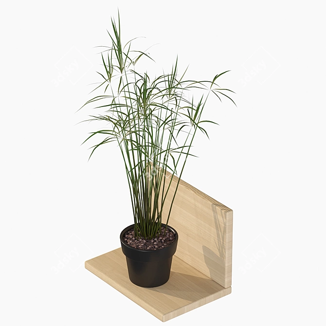 Tropical Charm: Cyperus Papyrus 3D model image 2