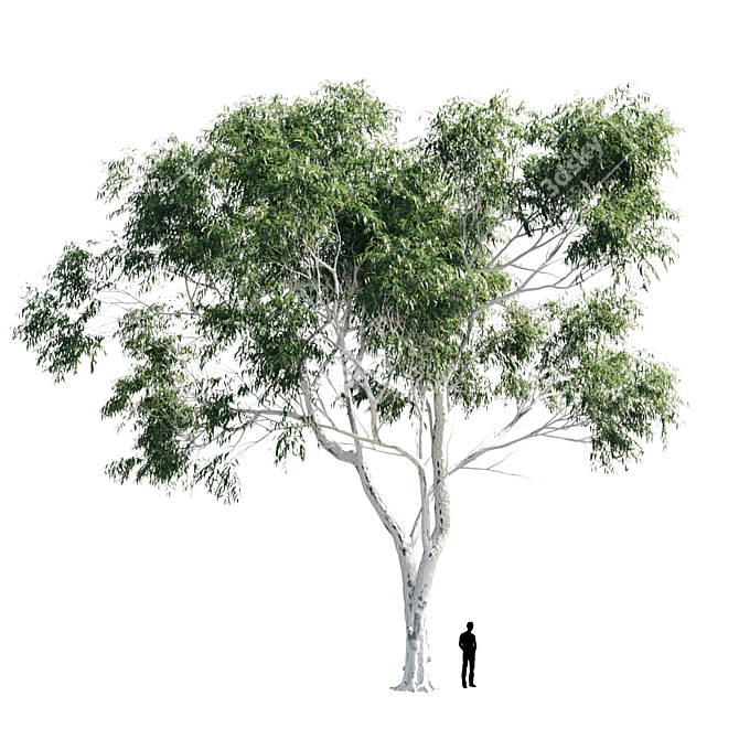 Eucalyptus 8 - Durable and Versatile Polys 3D model image 5