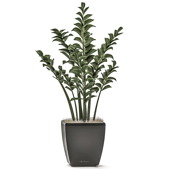 Exotic Tropical Plant Collection 3D model image 3