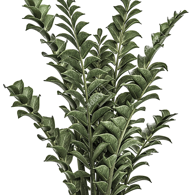 Exotic Tropical Plant Collection 3D model image 4