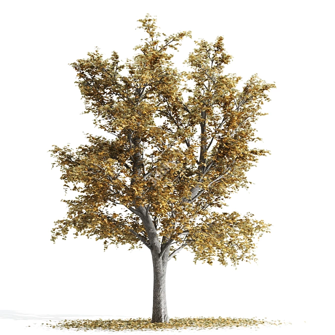 9m Tilia Tree Set: Summer & Fall 3D model image 3