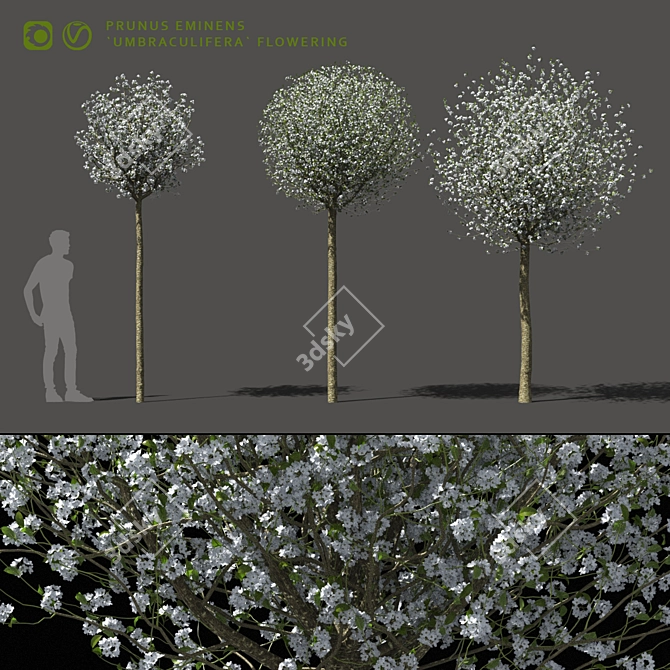 Blooming Cherry Umbrella Tree | Prunus Eminens Umbraculifera 3D model image 1