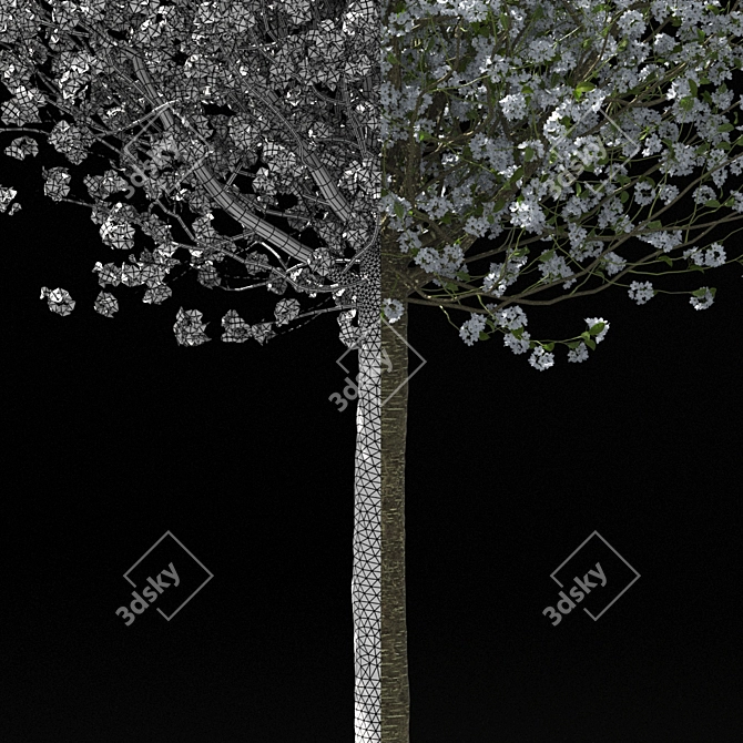 Blooming Cherry Umbrella Tree | Prunus Eminens Umbraculifera 3D model image 2