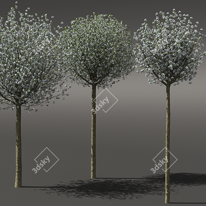 Blooming Cherry Umbrella Tree | Prunus Eminens Umbraculifera 3D model image 3