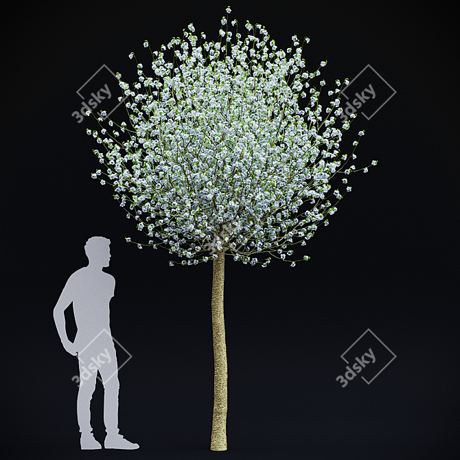 Blooming Cherry Umbrella Tree | Prunus Eminens Umbraculifera 3D model image 6