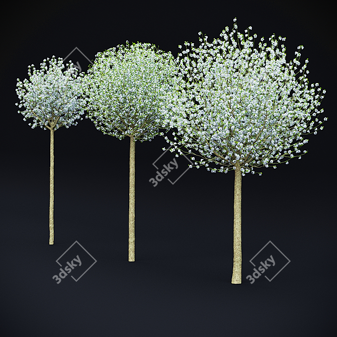 Blooming Cherry Umbrella Tree | Prunus Eminens Umbraculifera 3D model image 7