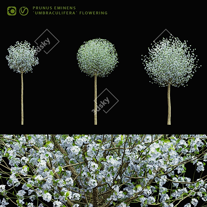 Blooming Cherry Umbrella Tree | Prunus Eminens Umbraculifera 3D model image 8