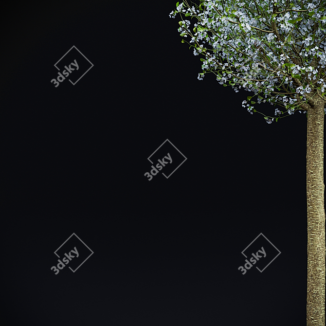 Blooming Cherry Umbrella Tree | Prunus Eminens Umbraculifera 3D model image 9