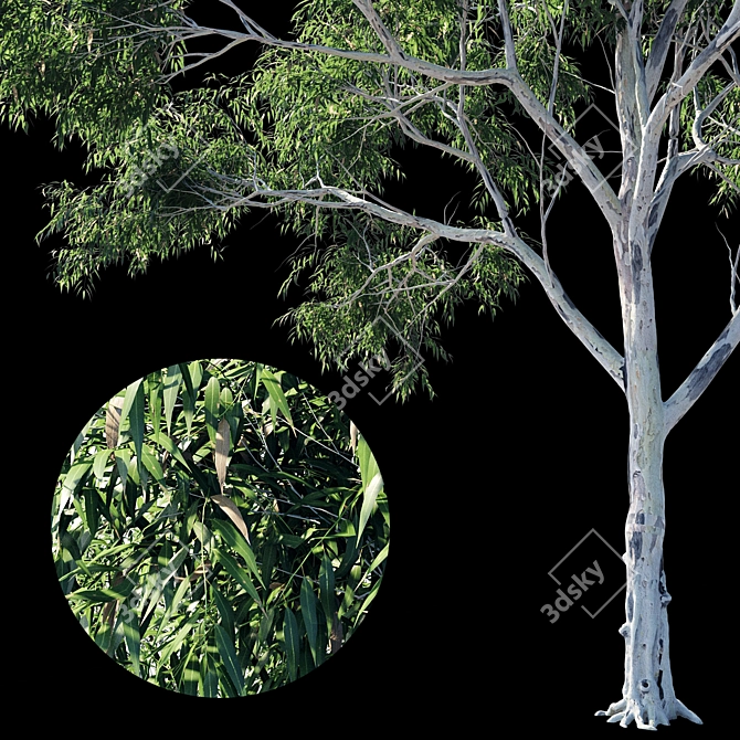 Eucalyptus 10- Polys: 1 476 579 3D model image 3