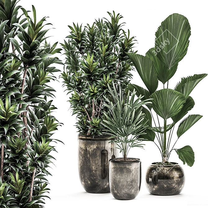 Exotic Indoor Plants Collection 3D model image 1