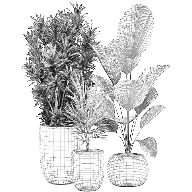 Exotic Indoor Plants Collection 3D model image 5