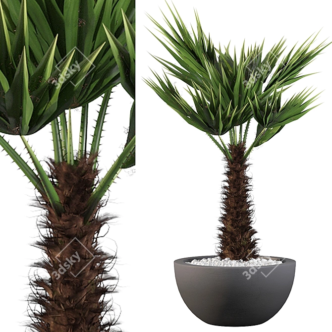 Stunning Chamaerops Palm for Your Collection 3D model image 1