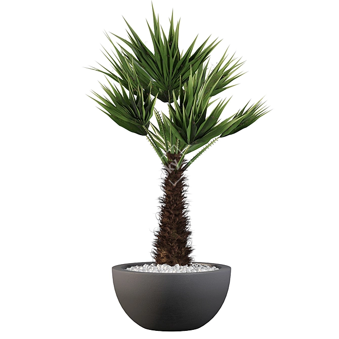 Stunning Chamaerops Palm for Your Collection 3D model image 2